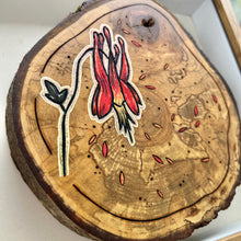 Load image into Gallery viewer, Wild Columbine on Live Edge Cherry // Shadow Box Pyrography Art