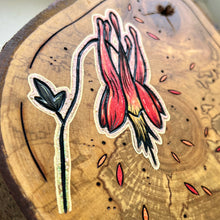 Load image into Gallery viewer, Wild Columbine on Live Edge Cherry // Shadow Box Pyrography Art