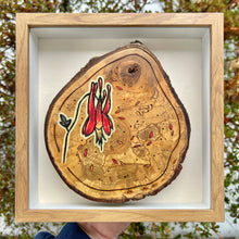 Load image into Gallery viewer, Wild Columbine on Live Edge Cherry // Shadow Box Pyrography Art

