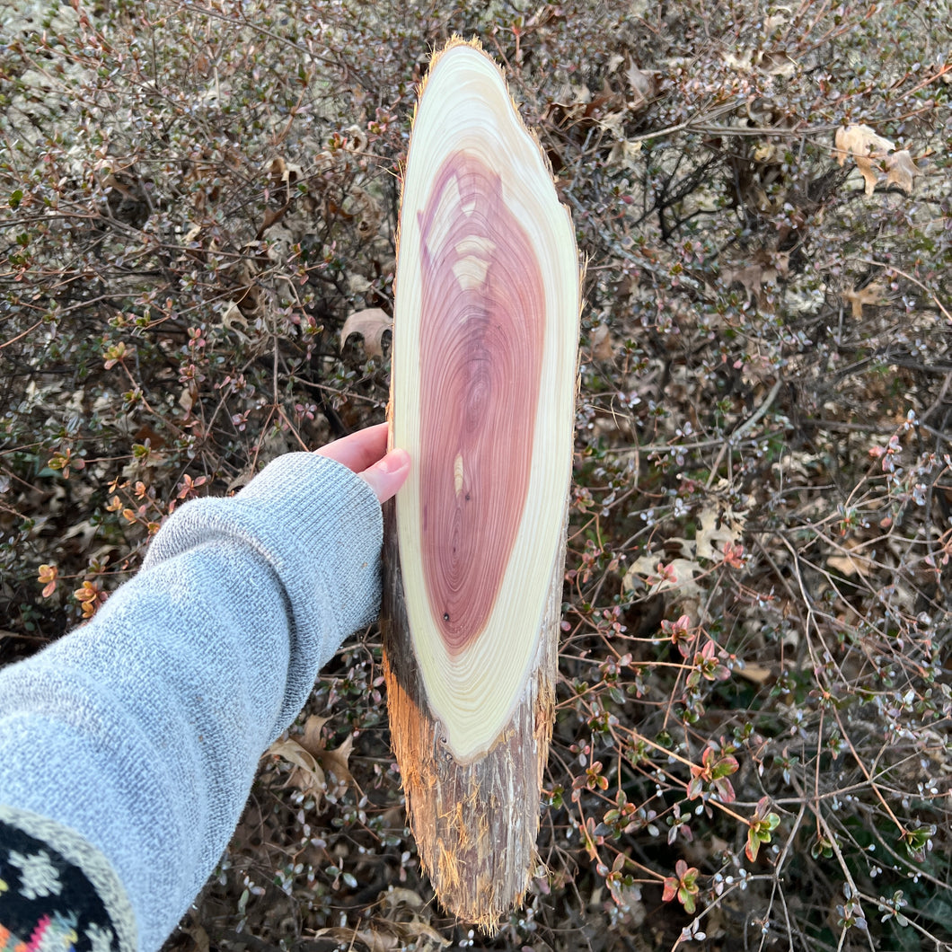 Live Edge Oval Cedar Panel 004