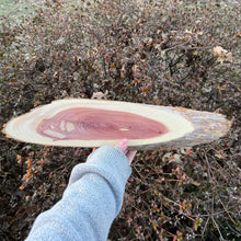 Load image into Gallery viewer, Live Edge Oval Cedar Panel 004
