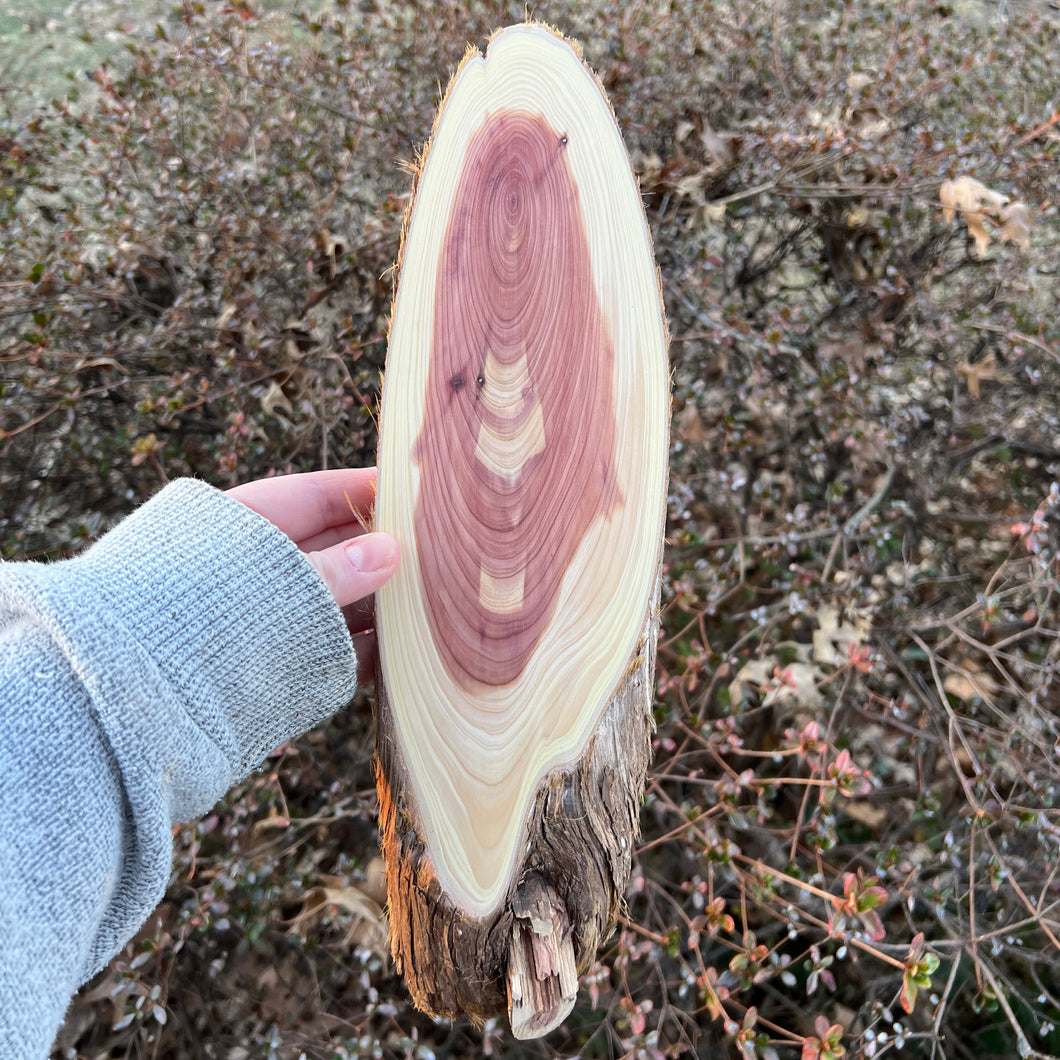 Live Edge Oval Cedar Panel 003